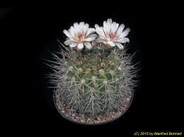 Gymnocalycium spec. 195